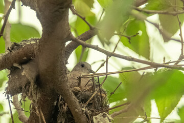 a turtledove in a nest