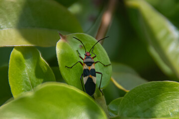 a colorful insect in the garden