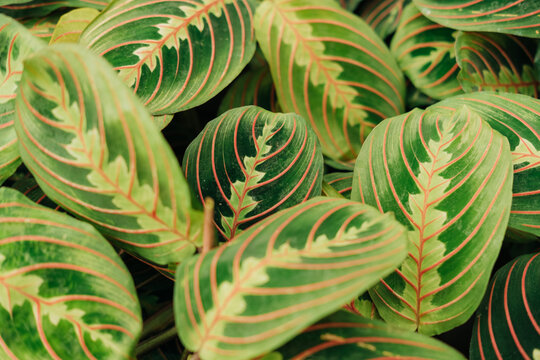 Top view of maranta leaves