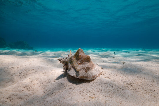 Caribbean Queen Conch on Sand Horseshoe Reef Anegada BVI