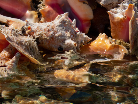 Caribbean Queen Conch Seashells Anegada BVI