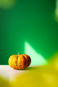 One mini pumpkin on green background