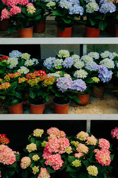 Various colors of hortensia in pots