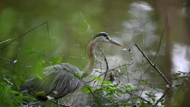 great blue heron