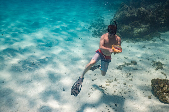 Man Diving for Live Caribbean Queen Conch Anegada BVI