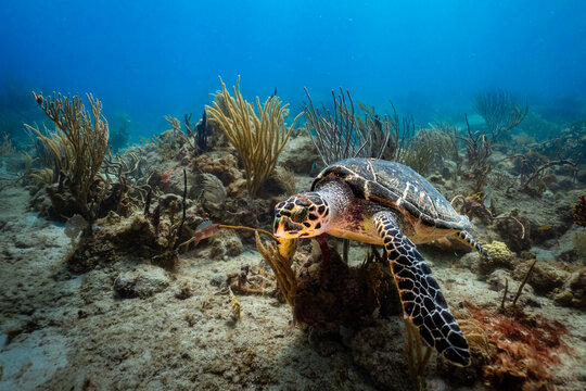 Hawksbill Sea Turtle on Tropical Caribbean Coral Reef in BVI