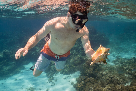 Man Snorkeling with Caribbean Queen Conch Anegada BVI