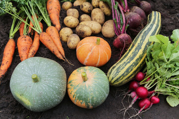 Autumn harvest of fresh raw carrot, beetroot, pumpkin, radish, zucchini and potato on soil ground in garden. Harvesting organic fall vegetables