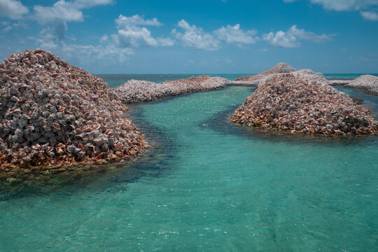 Discarded Caribbean Queen Conch Seashells Anegada BVI