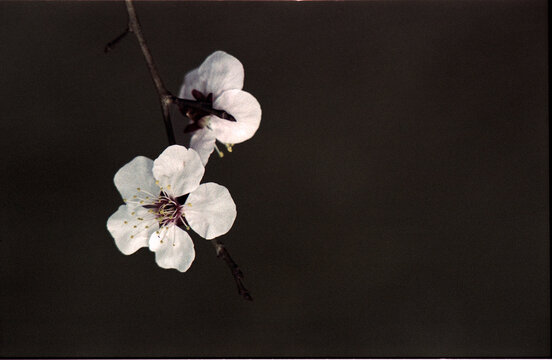 Film Photography