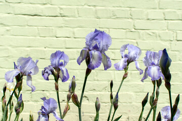 Iris flowers against brick wall