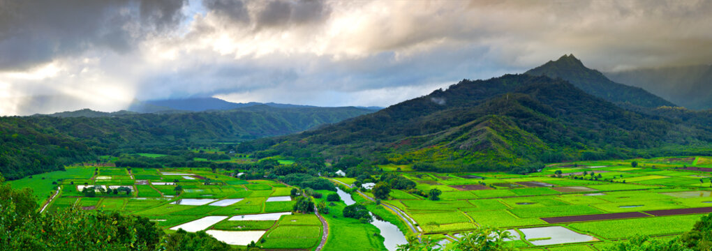 Taro fields on the island of Kauai Hawaii 