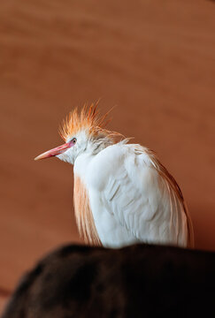 Western/Eastern Cattle Egret