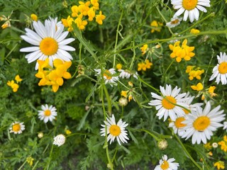 field of daisies