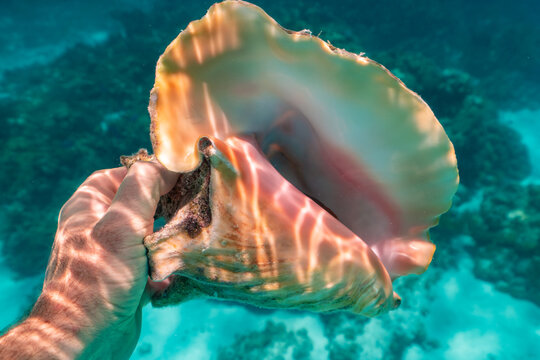 Man with Live Caribbean Queen Conch Anegada BVI