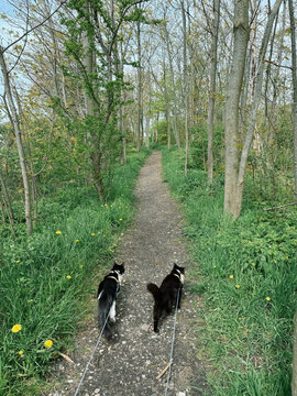 two cats walking through the forest