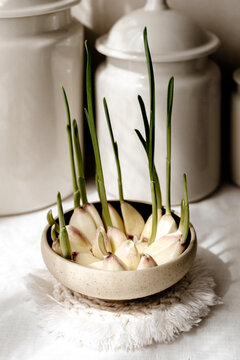 Garlic