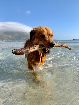 Dog fetching a stick in the sea