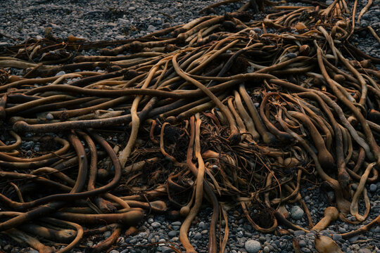 Kelp on the Vancouver Island Beach