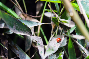 Insecto catarina en medio de las hojas