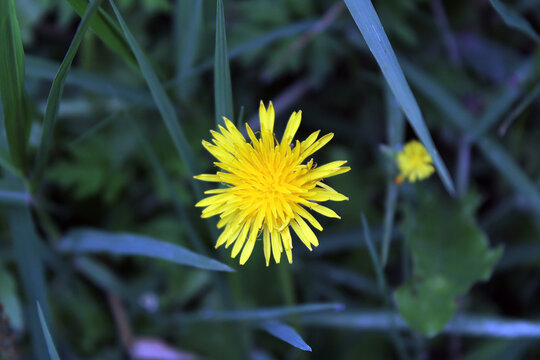 Flor amarilla en medio de las hojas Lechugas de cerdo, Achicoria, Chicoria loca, Hierba de las abubillas, Lecheras, Lechuguilla de cochino, Trompera, Diente de le&oacute;n.