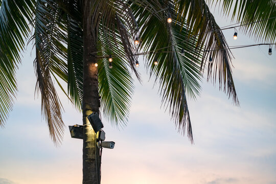 evening lights and cam on palm