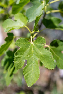 Fig leaf