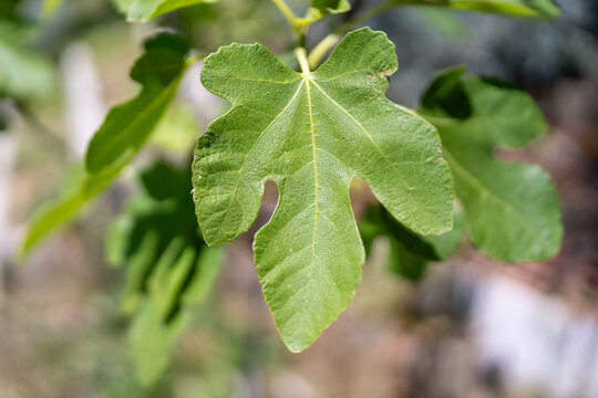 Fig leaf