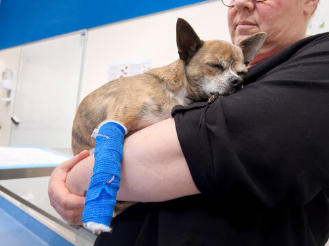 Chihuahua with IV at vets