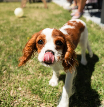 Adorable cavalier king charles spaniel puppy