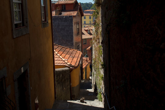 Cat in the sun in narrow street of Porto