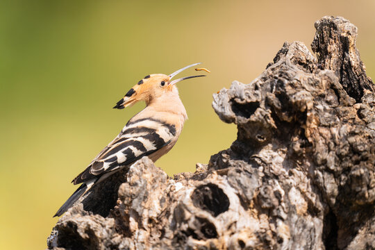 Eurasian Hoopoe Eating A Mealworm  