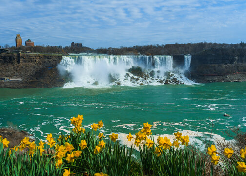 Daffodils on the background of Niagara Falls 