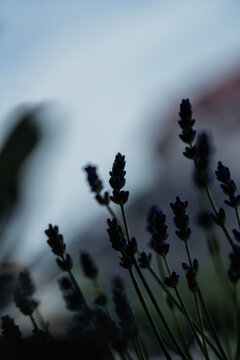 Lavender
