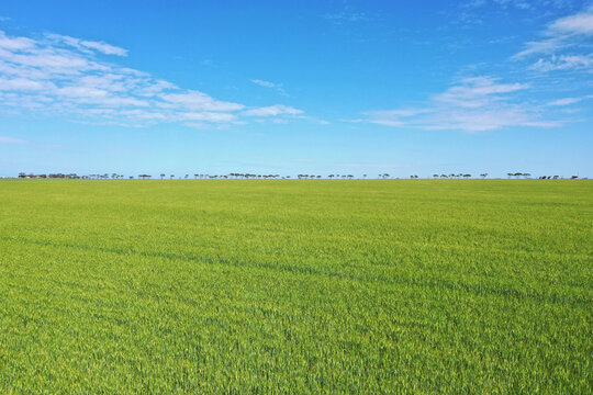 Green wheat growing in rows. Agricultural land. Farm land. Australia.