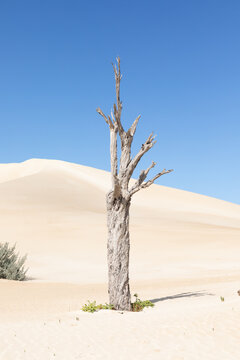 Dead tree in sand dunes. Coffin Bay National Park. South Australia.