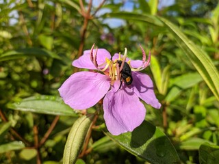 The beetle is sucking the nectar of melastoma flowers