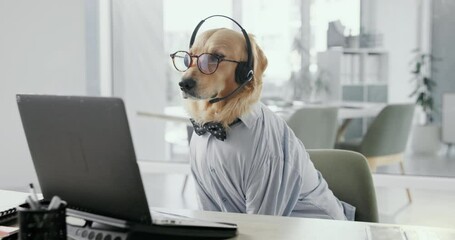Dog, call center and consultant with laptop, headset and glasses with reading for telemarketing in office. Animal, pet or golden retriever with computer for tech support, customer service and voip