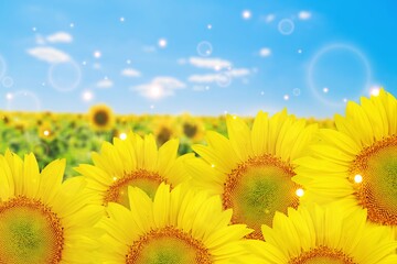 Fototapeta premium Agricultural field with beautiful yellow sunflowers