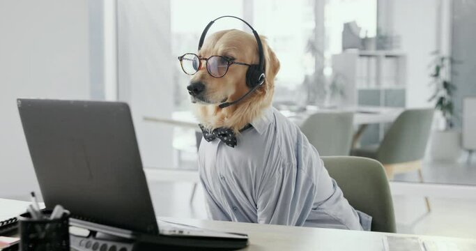 Dog, call center and consultant with laptop, headset and glasses with reading for telemarketing in office. Animal, pet or golden retriever with computer for tech support, customer service and voip