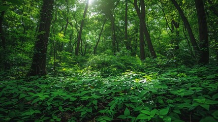 Obraz premium A vibrant green forest with dense foliage and tall trees basking in the gentle sunlight, creating a serene and refreshing natural environment