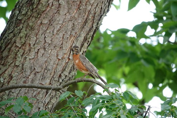 Robin with food