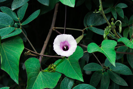 Flor blanca Bejuco de Venado, Cajetilla, Campana en medio de las hojas