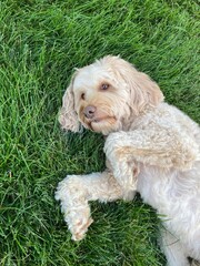 golden doodle laying in the grass
