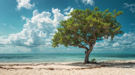 Lone tree on a sandy beach with blue sky and clouds