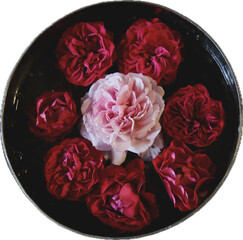 rose petals in a bowl isolated