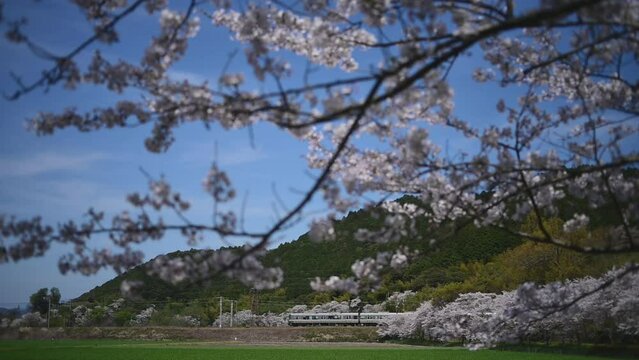 桜咲く安土を走る223系新快速列車 （東海道本線 安土 - 能登川, 2024年4月）
