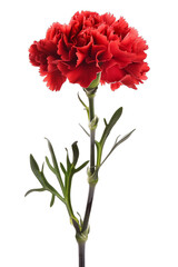 Red carnation flower isolated on transparent background. Realistic watercolor digital illustration for greeting card, tattoo, decor