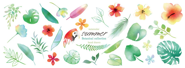 夏, トロピカル, 植物, モンステラ, ハイビスカス, 花, 水彩, 南国, 葉, アイコン, 鳥, オウム, 暑中お見舞い, 羽, セット, ベクター, イラスト
