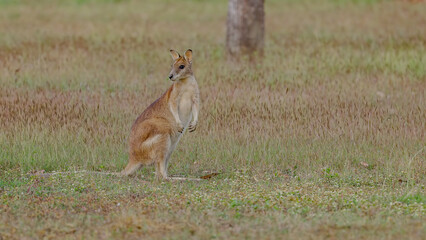 alert agile wallaby looking out for danger at mareeba